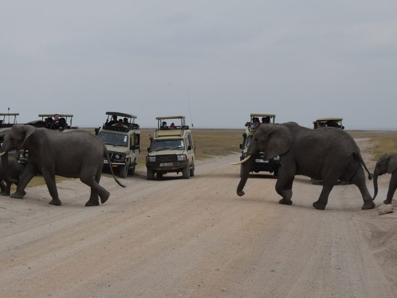 4 Days Amboseli & Tsavo East Private Safari
