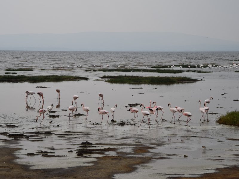 7 Days Masai Mara x3 /Lake Nakuru/Amboseli Mid-range Budget Safari | Topma Tours