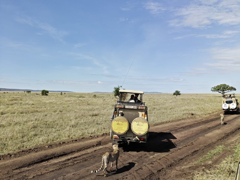 Serengeti, Tanzania