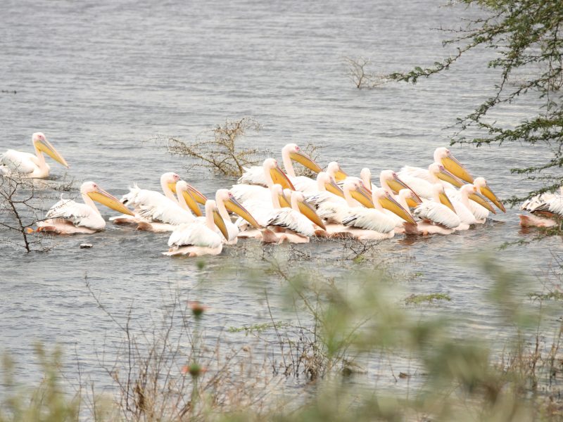 8 Days Uganda-Kenya Nature Culture & Safari Experience