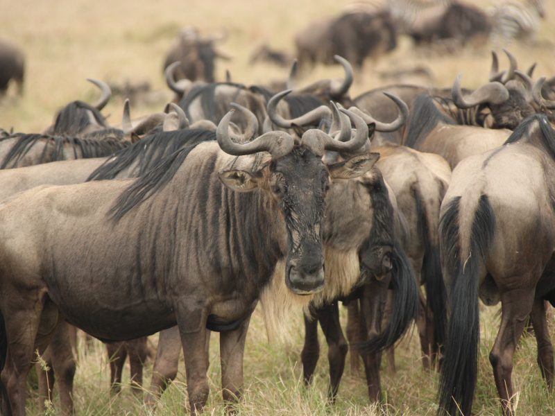 12 Days Kenya and Tanzania Group Joining Safari