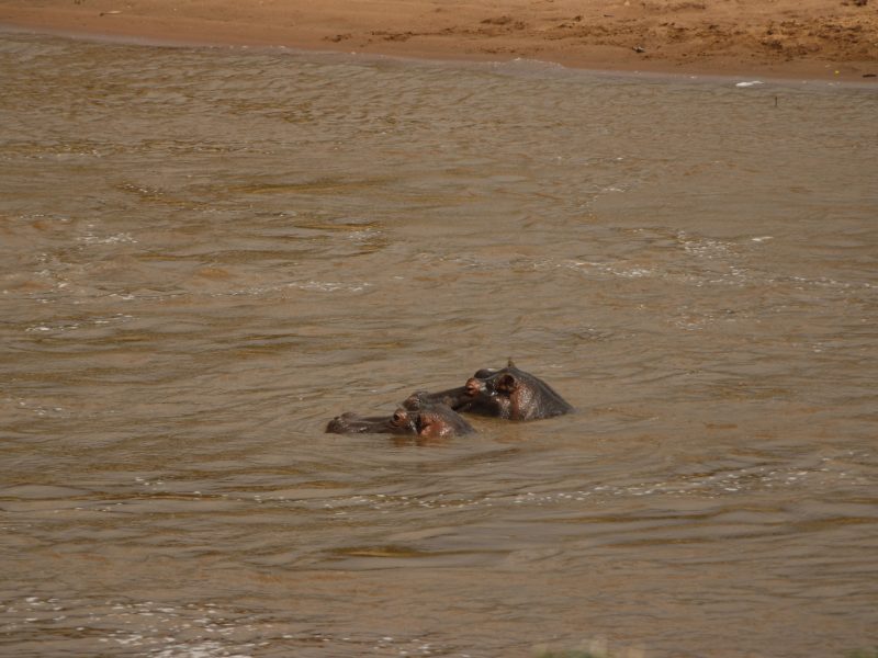 5 Days Breathtaking Masai Mara Lake Nakuru Lake Naivasha Safari Tour