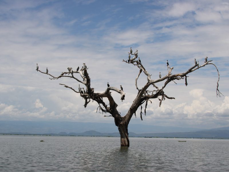 10 Days Magical Birdwatching Safari