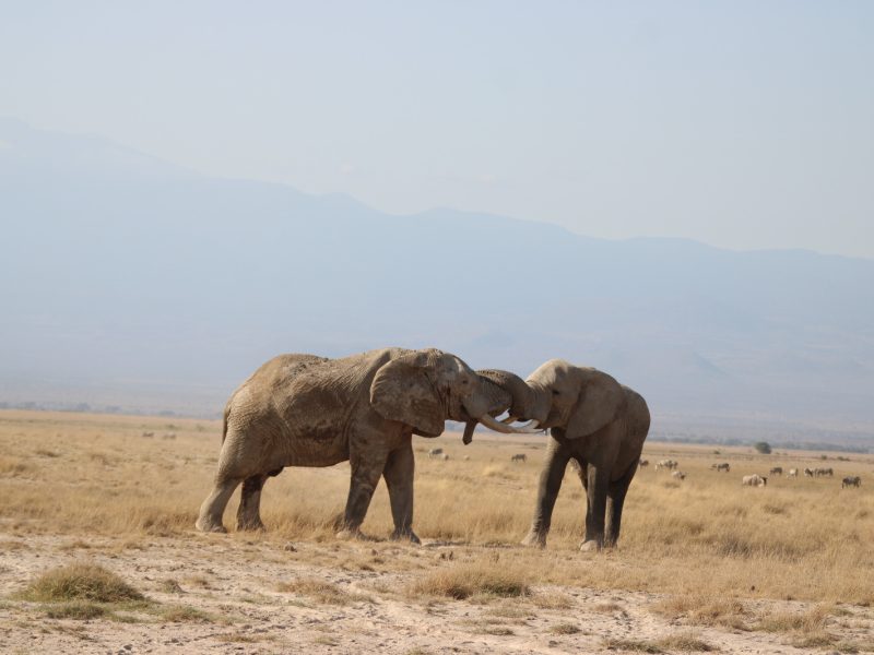 2 Days Amboseli Safari | Luxury Kilimanjaro Wildlife Tour from Nairobi