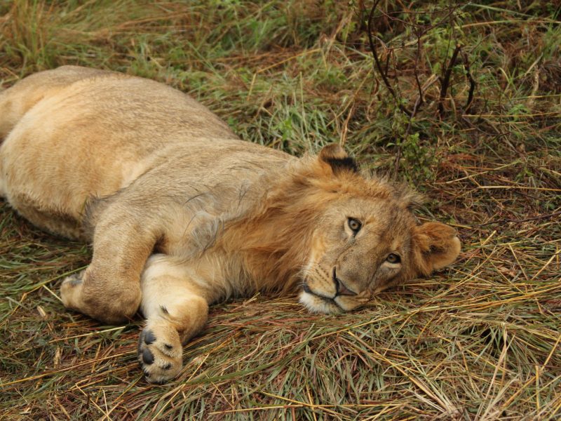 Nairobi National Park Morning Tour | Half-Day Safari from Nairobi