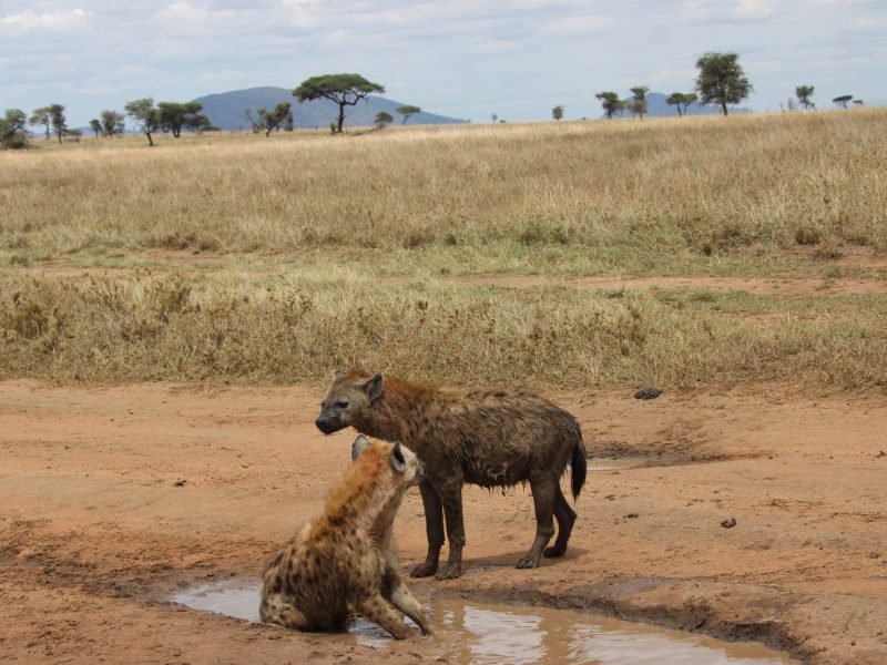 3 Days Serengeti Ngorongoro Crater | Budget Group Safari