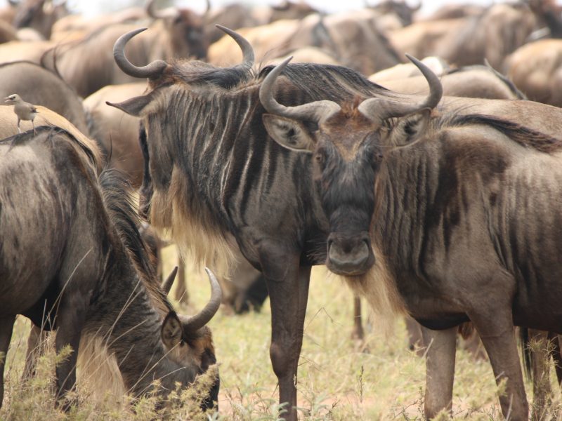 8-Day Kenya and Tanzania Private Safari