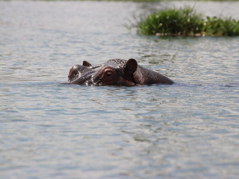 2 Days Lake Naivasha and Lake Nakuru Safari Tour from Nairobi