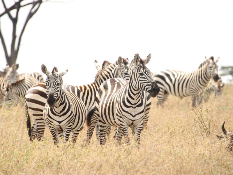 2-Day Tanzania Safari Serval Wildlife