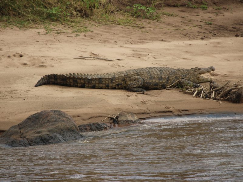 4 Days Masai Mara Private Lodge Safari