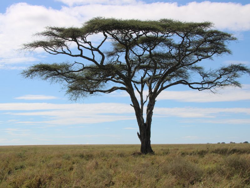 5-Day Tarangire, Serengeti, Ngorongoro & Manyara Private Safari