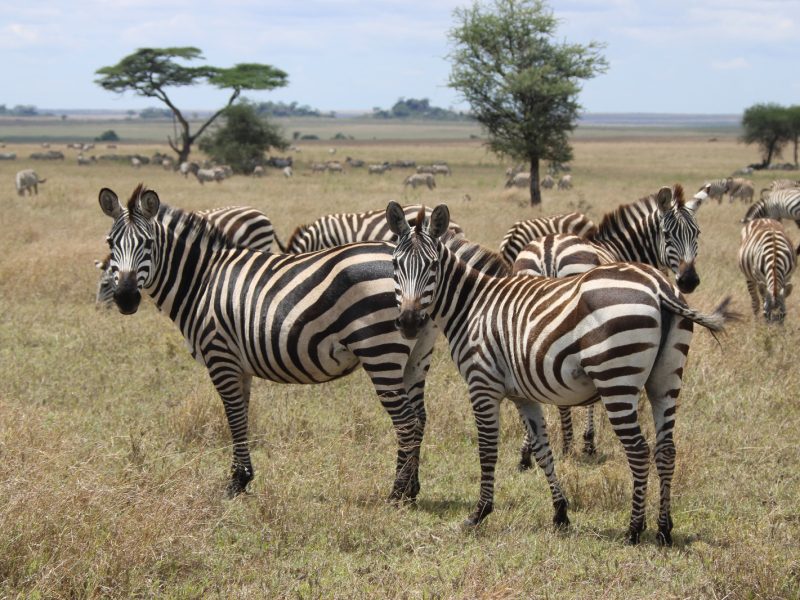 3-Day Serengeti and Ngorongoro Private Safari