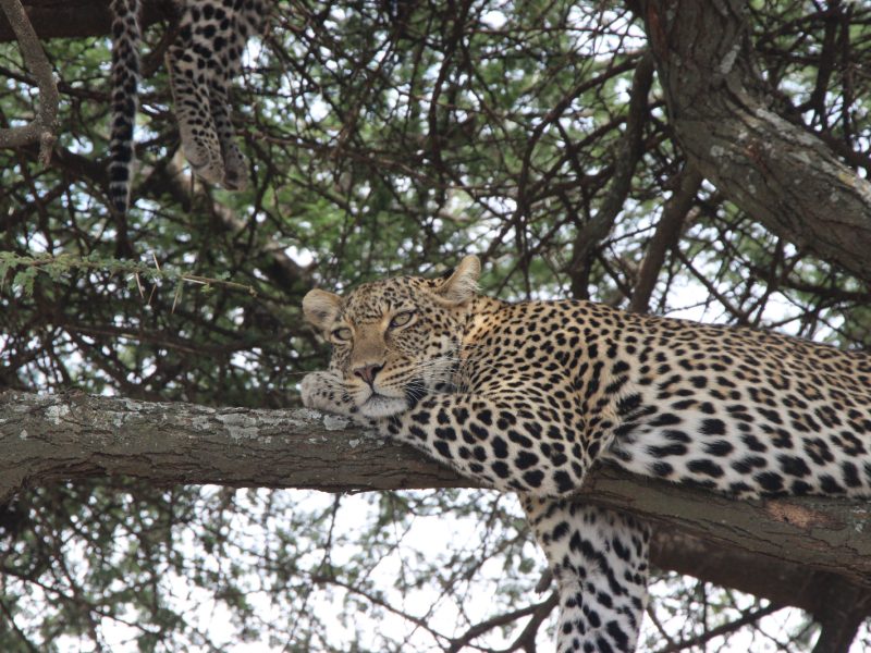 Ultimate 6 Days Kenya & Tanzania Private Safari