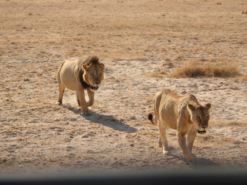 9 Days Kenya Safari to Tanzania Private Camping Tour