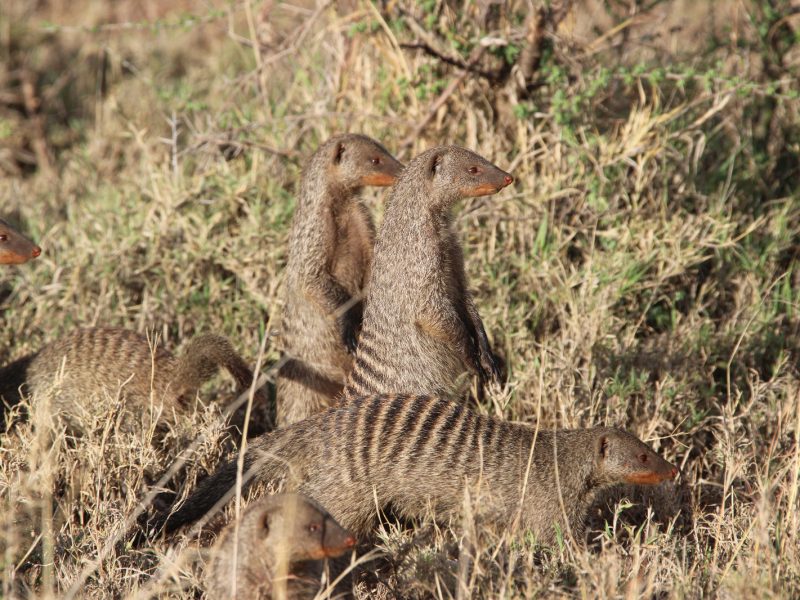 4-Day Tarangire, Serengeti and Ngorongoro Private Safari