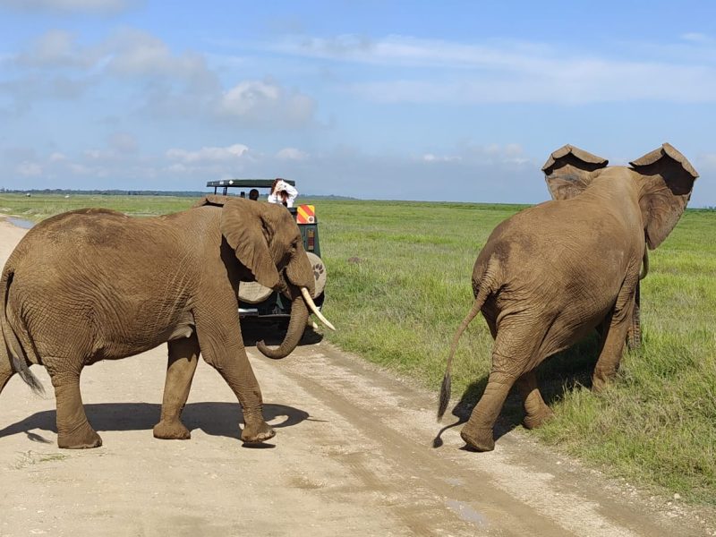 3-Day Amboseli National Park Wildlife Safari