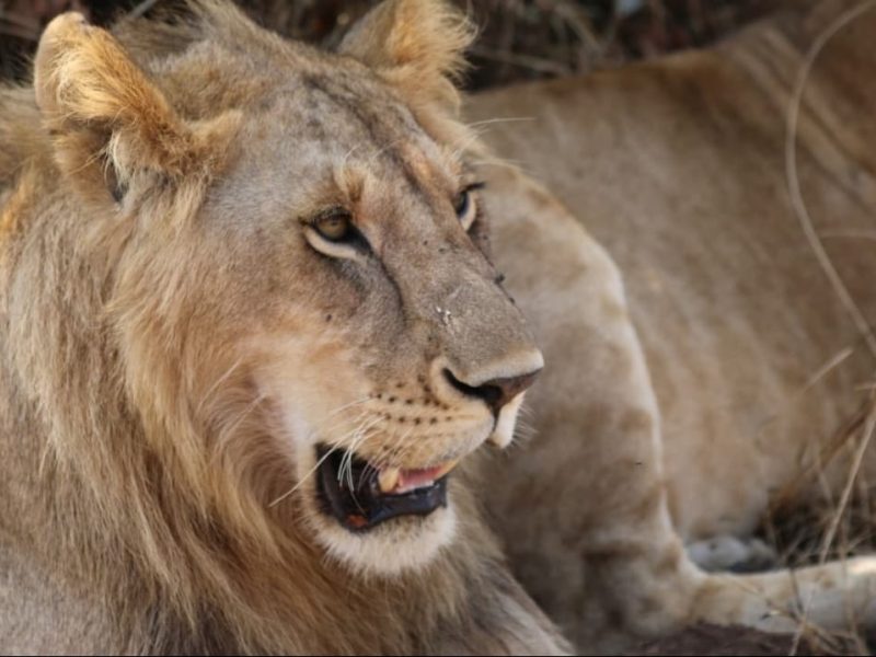 14-Day Kenya Safari and Diani Beach Holiday Tour