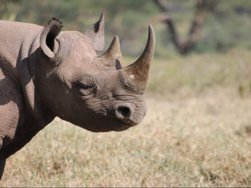 4 Days Masai Mara and Lake Nakuru Budget Safari