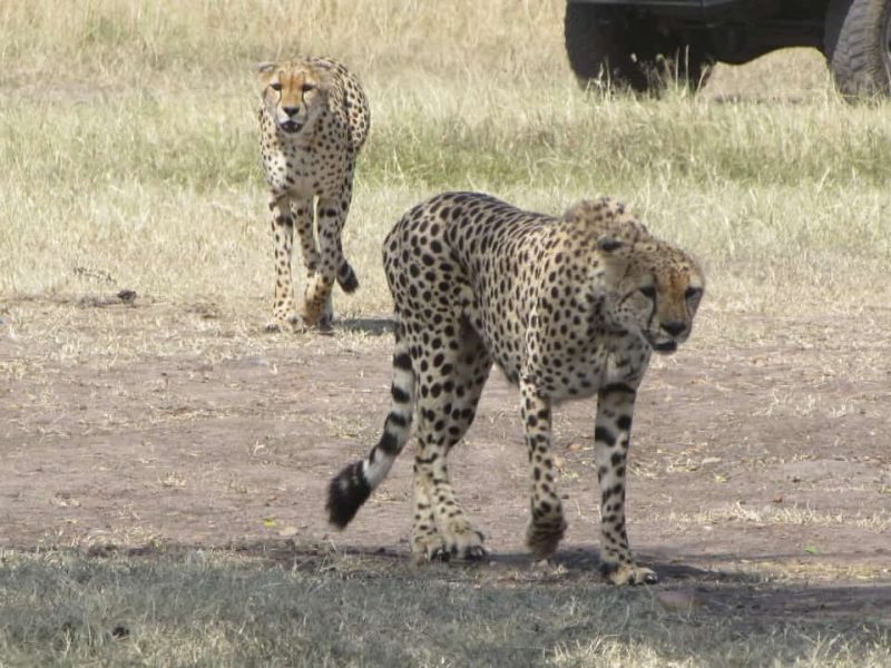 4 Day Mt. Kenya Peak Dash & Great Rift Valley Adventure