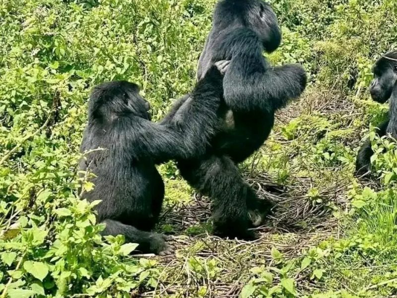 5 Days Uganda Gorilla & Chimp Private Safari