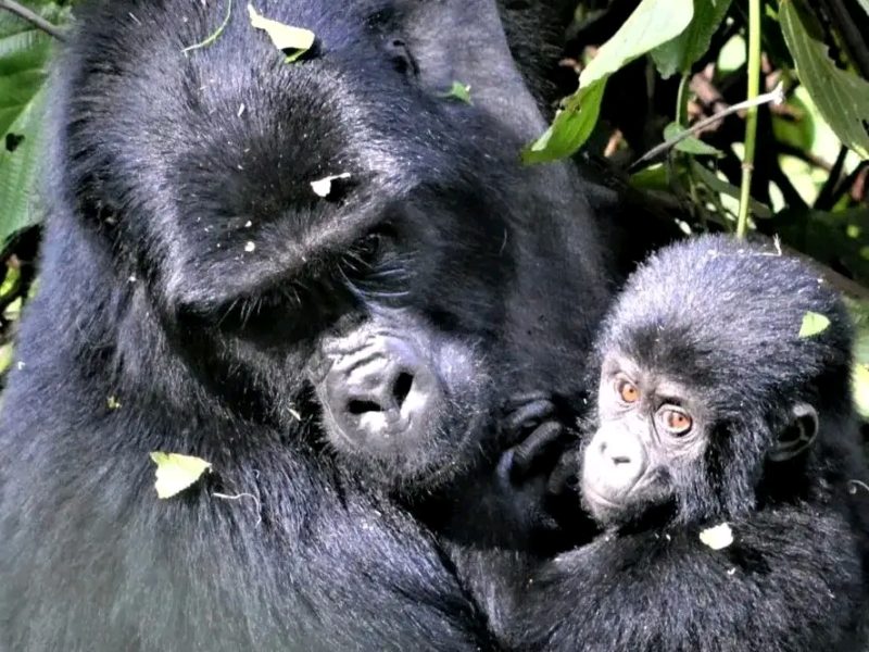3 Days Uganda Gorilla Trekking Safari