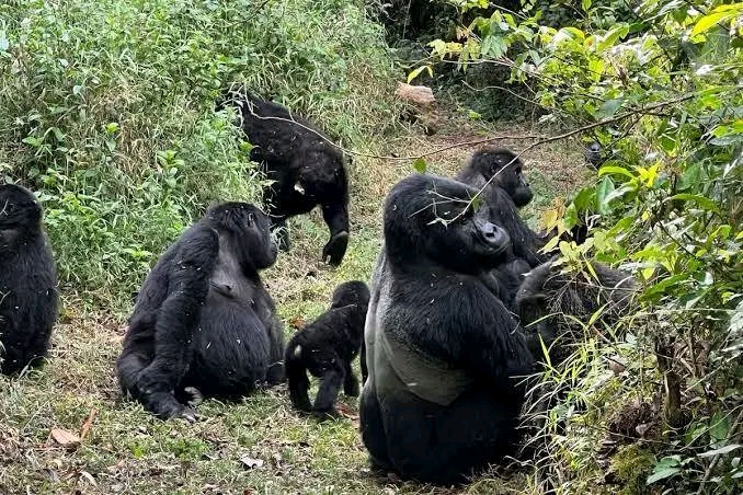 7 Days Uganda Best Primates Private Tour