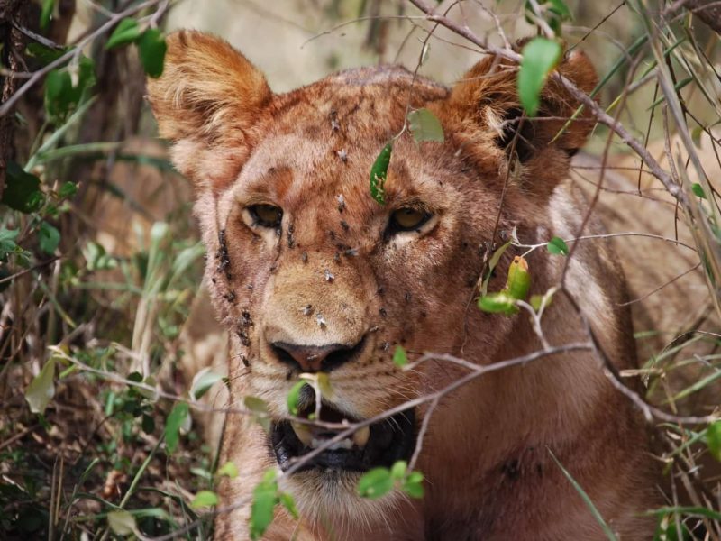 Epic 3 Days Budget Masai Mara Group Joining Safari | Topma