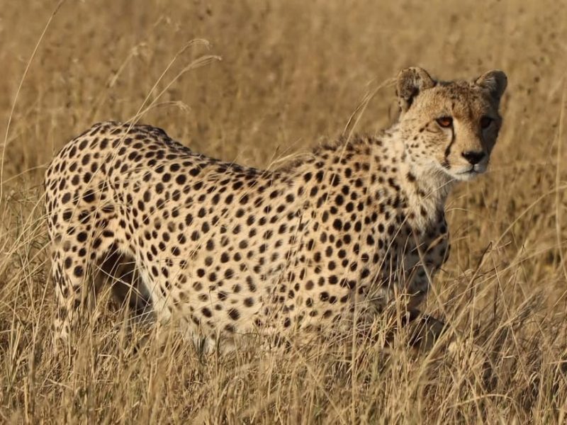 3 Days Meru National Park Private Safari