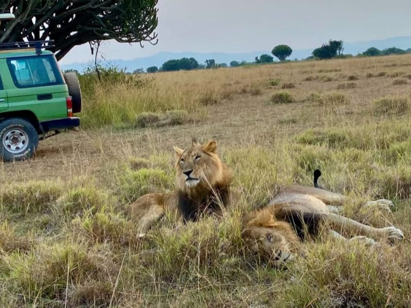 Ultimate 12 Days Uganda Safari Tour