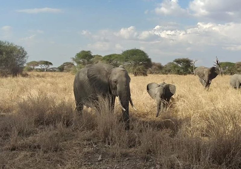 11 DAYS KENYA AND TANZANIA BUDGET GROUP JOINING SAFARI