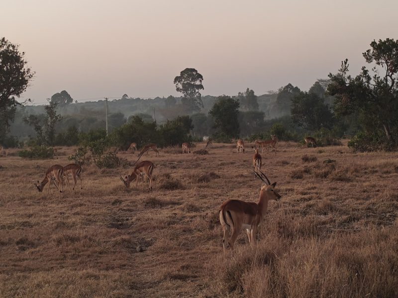 5 Day Ol Pejeta, Lake Nakuru & Masai Mara Safari | Kenya