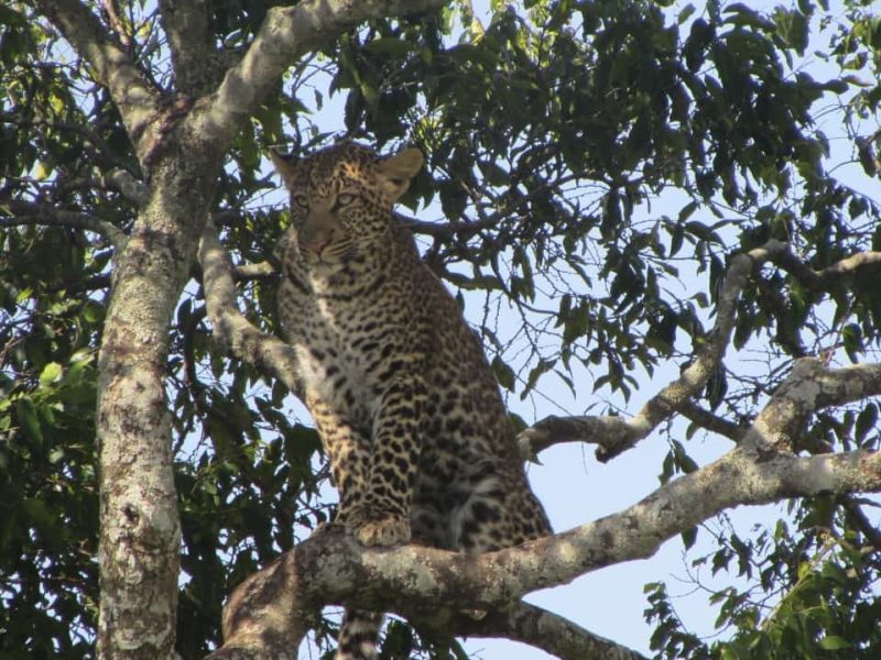 8 Days Kenya Safari Tour | Complete Wildlife & Rif Valley Circuit