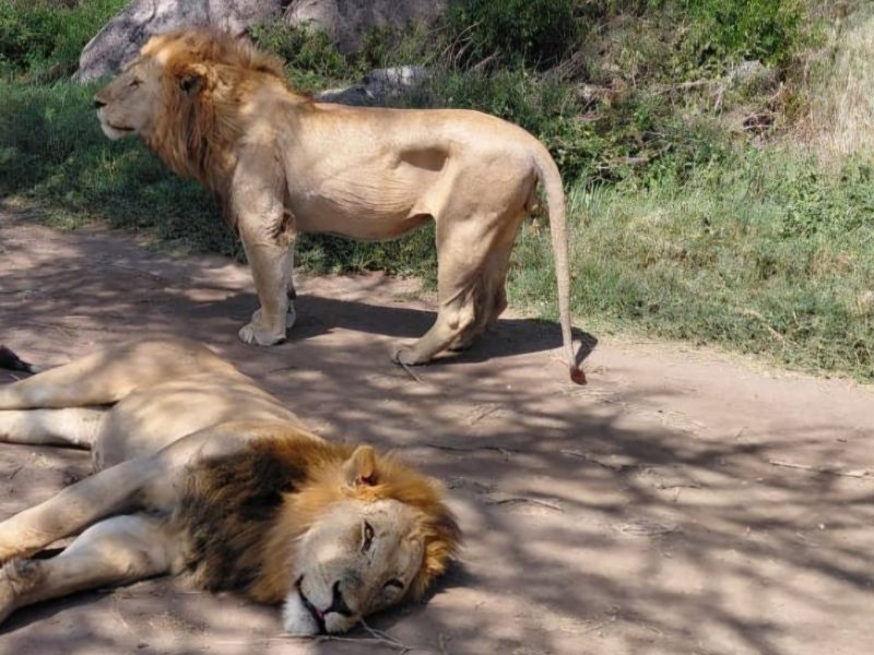 3 Days Private Safari in Serengeti National Park | Tanzania Tour
