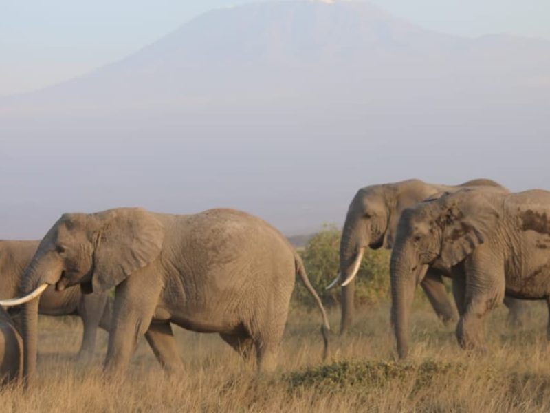 2 Day Amboseli Wildlife Safari (Ol Tukai Lodge)
