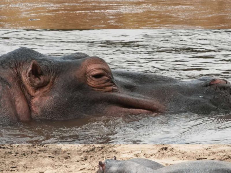 8-Day Kenya Safari & Zanzibar Beach Holiday