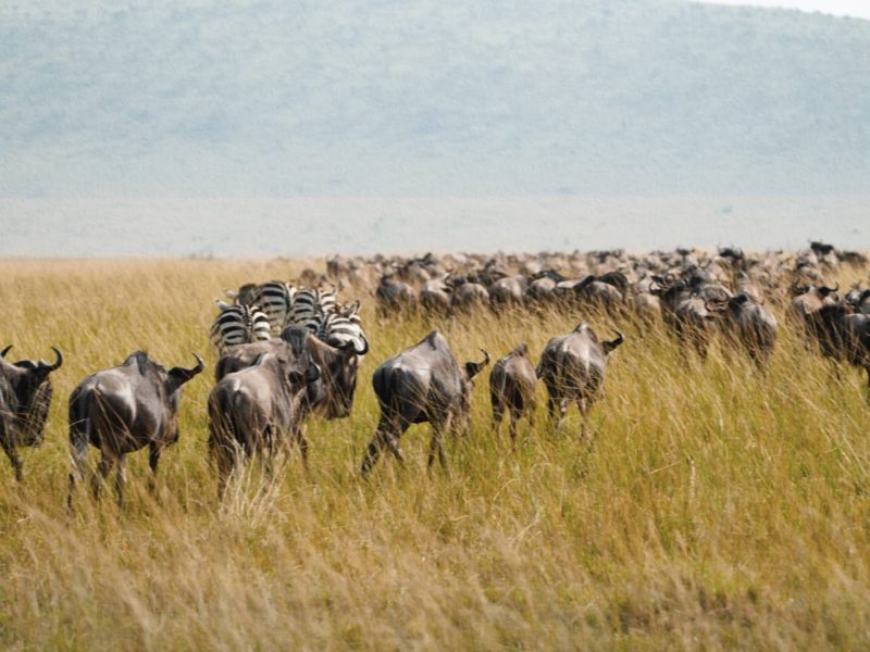 12-Day Grand Kenya Wildlife Safari