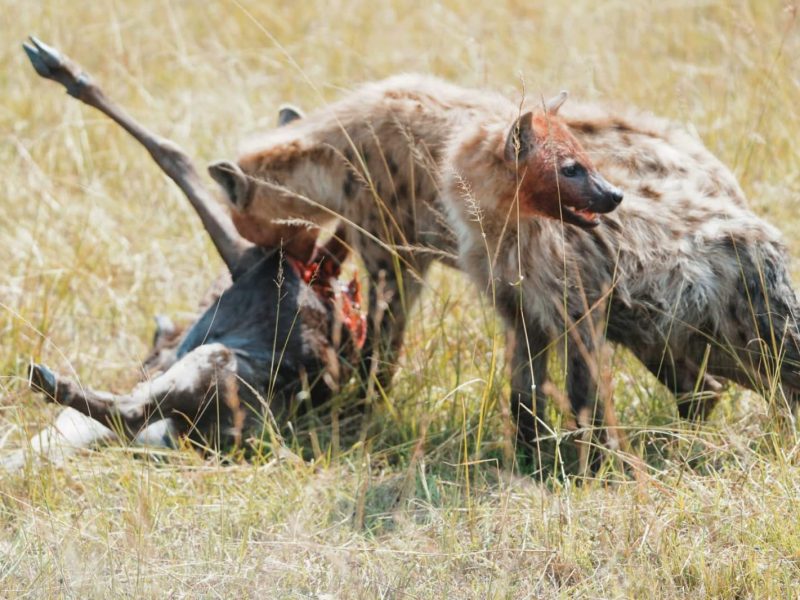 10-Day Ultimate Tanzania Bush & Beach Safari