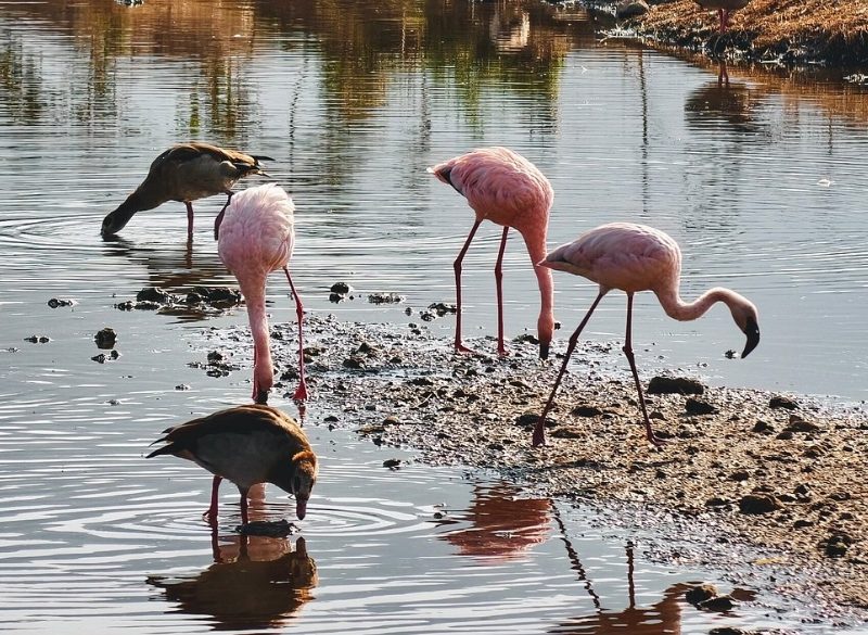 5-Day Masai Mara, Lake Nakuru & Lake Naivasha Group Joining Safari